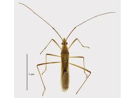 Image result for Lepidagathis eriocephala