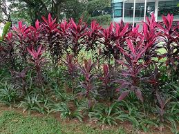 The coral cactus is easy to grow and needs little care besides providing full sun exposure and watering when the potting soil dries out. Hawaiian Ti Plants Buying Growing Guide Trees Com