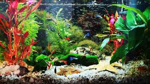 3 Hours Guppy Aquarium Relax Sleep Music Meditation Yoga Screens Meditation Music Aquarium Yoga Meditation