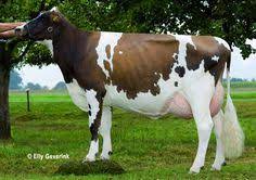 12 Red Holstein Cows Ideas Holstein Holstein Cows Cow