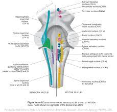 Cranial nerve nuclei red nucleus substantia nigra. Brainstem Cranial Nerve Nuclei Introduction Cranial Nerves Cranial Nerves Medical Education Science Biology