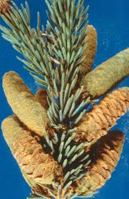 Image result for Pycnostachys coerulea