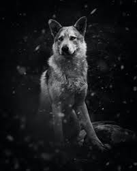 I need friends, family, and the pack of wolves ! Wallpapers Unsplash