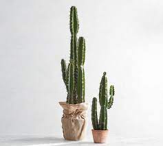 We visit a az cactus nursery and the manager shows us her saguaro cactus. Faux Potted Saguaro Cactus Pottery Barn