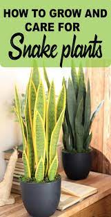 Snake Plant Care Growing The Mother In Law S Tongue Snake Plant Care Plant Care Plants
