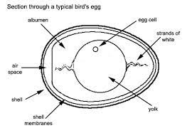 Check spelling or type a new query. Which Is The Largest Cell In The Animal World Quora