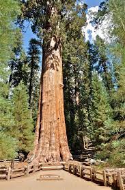 In the second half of the 19th century loggers felled. What Is The Worlds Largest Tree Biggest Tree In World Live Science