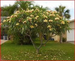 Frangipani Tree Plumeria Plumeria Tree California Garden Garden Trees