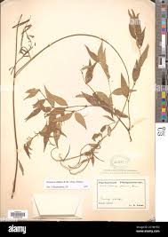 Image result for Secamone