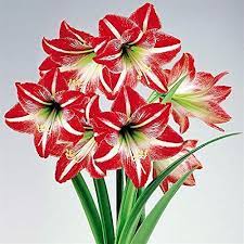 Amaryllis Minerva Holiday Gift Growing Kit Includes Big Minerva Bulb Amaryllis Bulbs Red And White Flowers Bulb Flowers