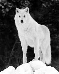 Very Beautiful White Wolf Arctic Wolf Wolf Photos Wolf With Blue Eyes