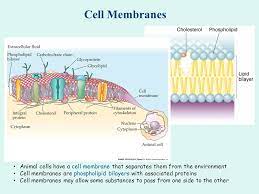 We did not find results for: Cell Membranes Animal Cells Have A Cell Membrane That Separates Them From The Environment Cell Membranes Are Phospholipid Bilayers With Associated Proteins Ppt Download