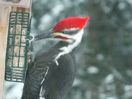 Small Birds Of Northern Michigan Pileated Woodpecker At Bird Feeder Michiganbirdphotos Birds Bird Feeders Animals