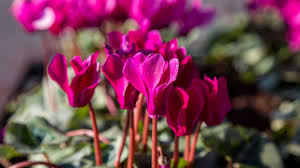 Deadheading will help prolong the shrub's blooming season; 5 Flowers To Plant Now That Will Bloom In Winter