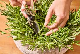 Image result for lavender cuttings