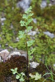 Image result for Anogramma leptophylla