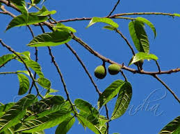 Image result for Antiaris toxicaria