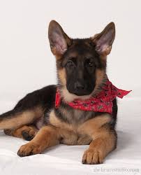 Nothing adds more joy to your life than lovable german shepherd puppies. German Shepherd Puppy With Red Bandana German Shepherd Puppies German Shepherd Dog Comparison