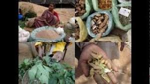 Image result for Ormocarpum schliebenii