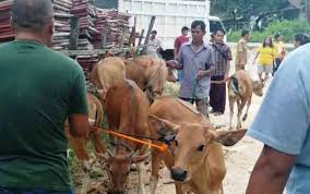 Sifatnya masih sama walau sudah menikah. Ini Gejala Penyakit Kulit Sapi Dan Cara Pencegahannya