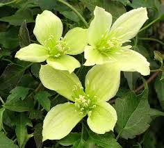 Because of its thorns, it could be used effectively as an attractive, impenetrable hedge. Pin By Ela On Kleiner Pot Design Clematis Varieties Clematis Clematis Plants