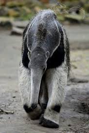 Giant Anteater Hayvanlar Alemi Hayvanlar Hayvan