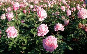 Maybe you would like to learn more about one of these? Plantanswers Plant Answers Belinda S Dream Rose