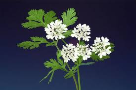 Image result for Coriandrum