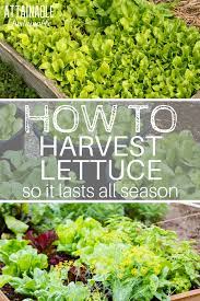 When It Comes To Harvesting Leaf Lettuce This Simple Trick Will Help You Make The Most Of Y How To Harvest Lettuce Organic Vegetable Garden Growing Vegetables