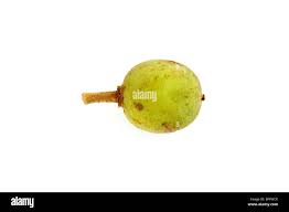 Image result for Putranjivaceae