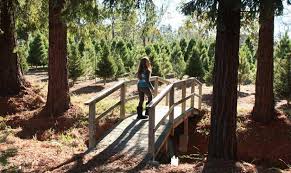Maybe you would like to learn more about one of these? U Cut Christmas Tree Farms In Petaluma Marin Mommies