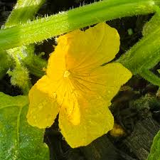 Image result for male flowers cucumber