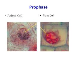 The normal cell cycle consists of 2 major stages. Cell Cycle Division Biology I Cell Division All