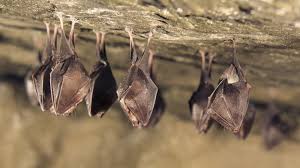 How to repel bats from garden. How To Get Rid Of Bats In Your Home 3 Tips From Experts