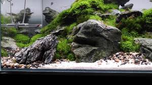 Iwagumi Moss Aquascape With Black Neon Tetras In 2020 Aquascape Aquarium Garden Neon Tetra