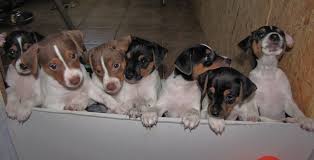 Vor der anschaffung eines hundewelpen sollte man sich unbedingt einige gedanken machen, denn so klein wird er nicht immer. Zahnwechsel Beim Hundewelpen Dreamdancervomnahetal