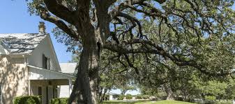 Check spelling or type a new query. Texas Native Trees Species That Thrive In Our Climate Abc Blog