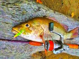 Berikut merupakan antara khasiat ikan siakap merah. Zamisma Abu Gedik Soft Plastic Comel Pemikat Mj Siakap Merah