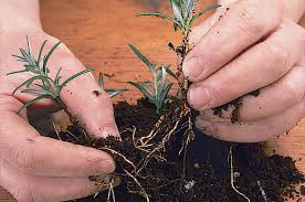 Image result for rosemary cuttings