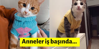 Soguk Havalarda Icinizi Isitip Ustune Bir De Tatliliktan Sekerinizi Yukseltecek Twitter In 19 Yelekli Kedisi Onedio Com