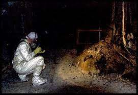 Elephant foot yam is a highly nutritious vegetable along with high medicinal properties too. Chernobyl S Intensely Radioactive Elephant S Foot Lava Recreated In The Lab Research Chemistry World