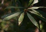 Image result for Myrica serrata