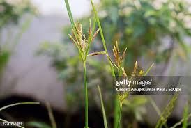 Image result for Cyperus rotundus