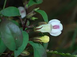 Image result for Linderniella wilmsii