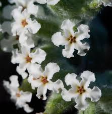 Image result for Euploca ovalifolia
