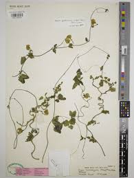 Image result for Wajira grahamiana