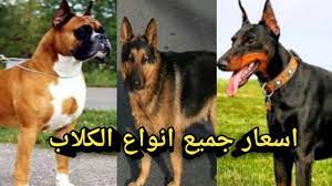 تعرف على اسعار جميع انواع الكلاب youtube