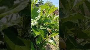Manfaat pokok bunga raya untuk kesihatan a) daun bunga raya penawar panas badan dan. Daun Bunga Raya Youtube