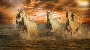 The arabian horse is considered to be one of the most beautiful breeds in the world. Wallpaper Thoroughbred Arabian Horse White Horse Mustang Foal Background Download Free Image