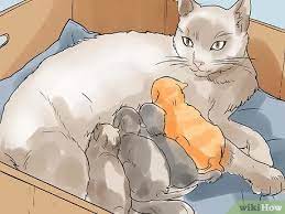 How To Help A Cat Give Birth (With Pictures) - Wikihow Pet